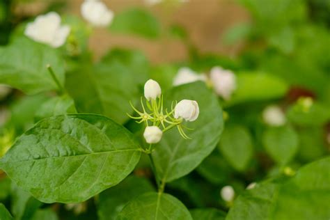 茉莉花寓意